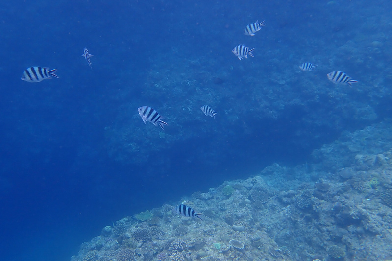 【沖繩浮潛潛水推薦】青之洞窟：海水清澈魚群超多，費用不貴兒童
