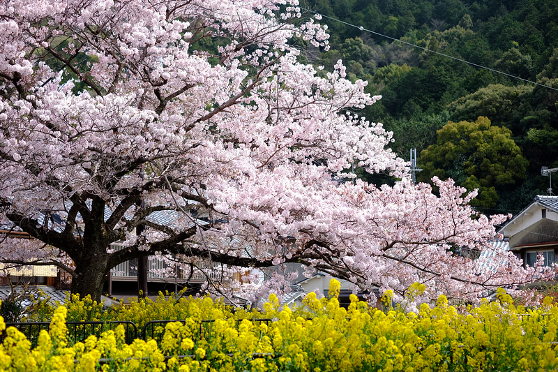 【京都賞櫻】山科疏水櫻花與乘船：美到流淚！油菜花和櫻花雙重奏