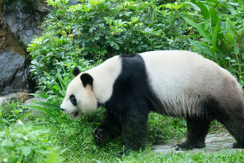 【台北市立動物園】木柵動物園：超萌企鵝熊貓無尾熊！門票停車＆