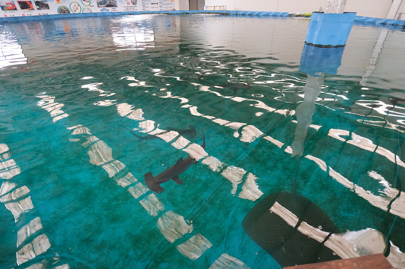【宜蘭】金車生技水產養殖研發中心：餵鯊魚＆吃蝦蝦！門票交通餐