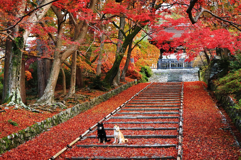 【京都楓葉景點】2024必去京都賞楓景點、紅葉時間情報＆行程