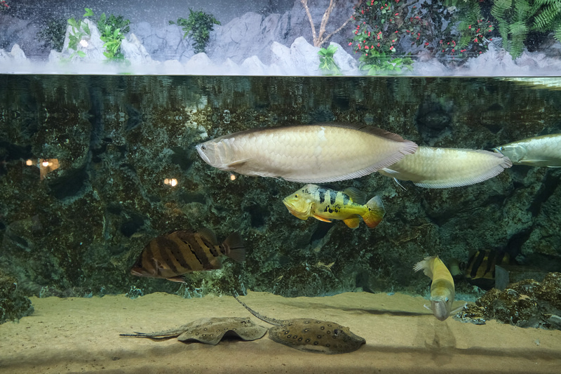 【沖繩】DMM Kariyushi水族館：餵食必看重點＆門票
