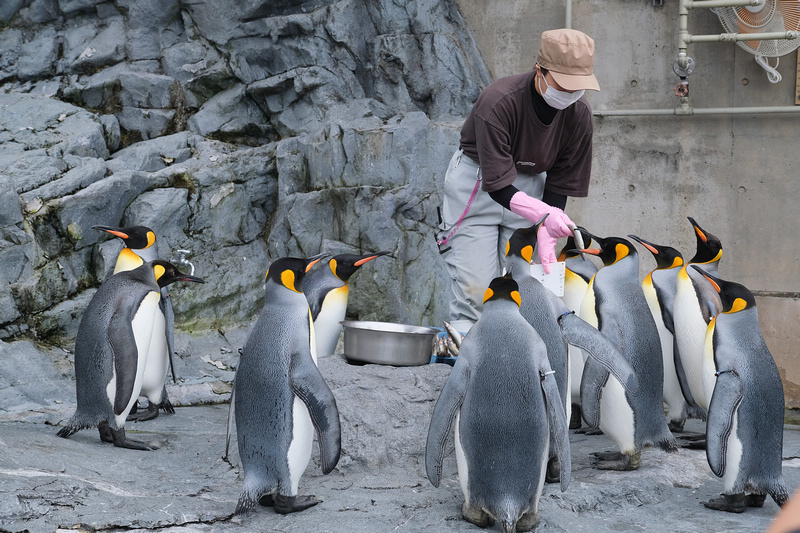 【北海道】旭山動物園：超夯企鵝散步＆北極熊游泳必看，含門票交