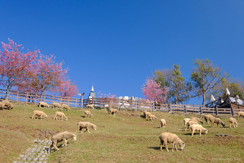 【清境農場一日遊】清境景點地圖：青青草原、綿羊秀、天空步道＆