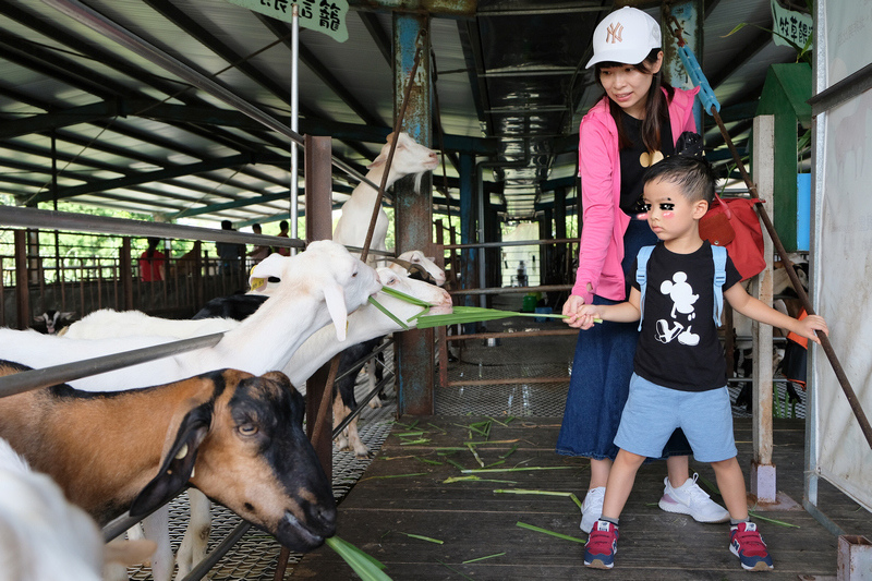 【宜蘭】宜農牧場：門票漲到150元！餵小動物、擠羊奶，親子一