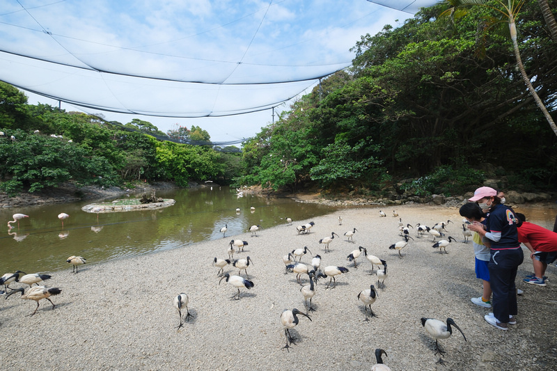 【沖繩】名護自然動植物公園：零距離接觸動物！鐵道火車和飛禽表