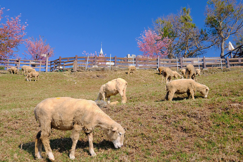 【清境農場一日遊】清境景點地圖：青青草原、綿羊秀、天空步道＆