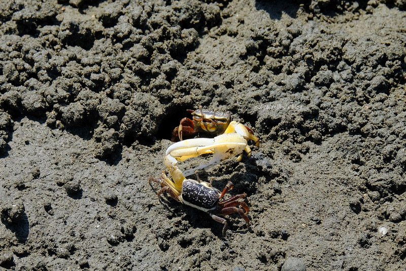 【新竹】香山濕地賞蟹步道：1億隻螃蟹大軍來襲！潮汐表、開放時