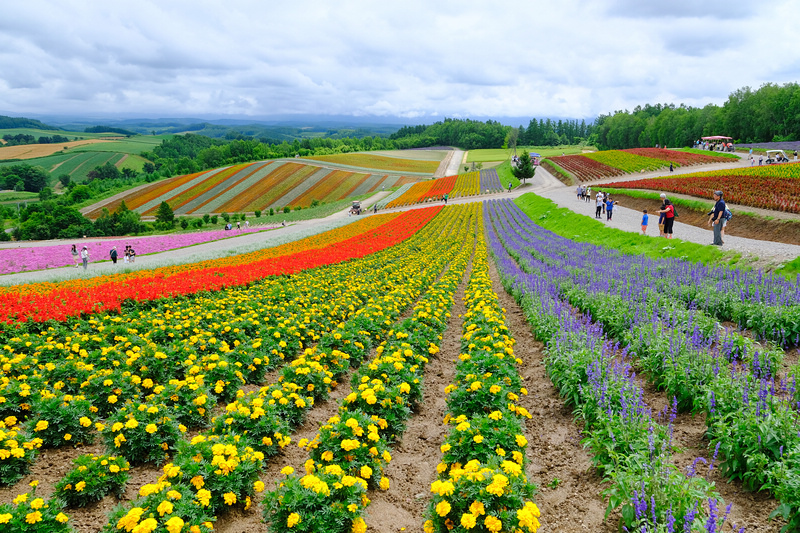 【北海道】四季彩之丘：彩虹般的花田絕色美景！美瑛必去景點超驚