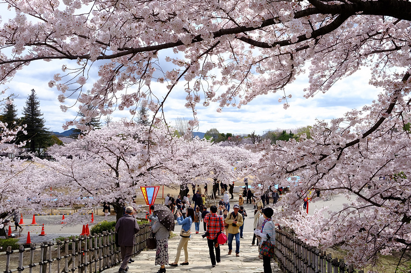 【姬路城攻略2024】日本第一名城！櫻花一日遊、天守閣重點＆