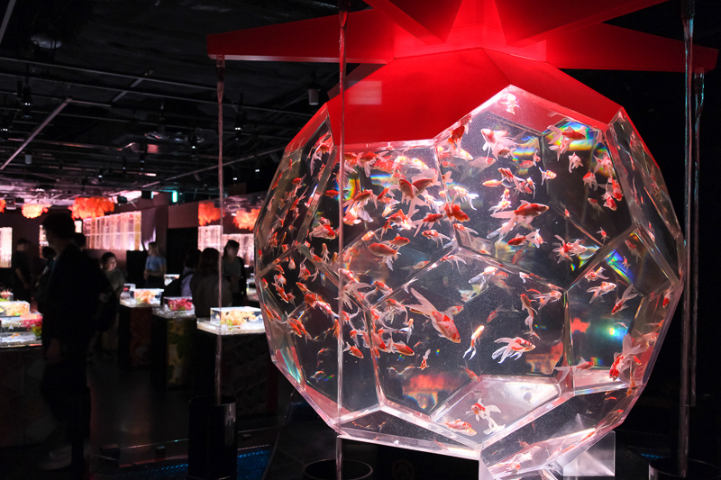 【東京】銀座藝術水族館Art Aquarium Museum：超浮誇金魚展！打卡超好拍