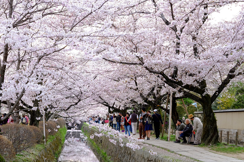 【京都】哲學之道：少女心大爆發！粉紅色櫻花河道太浪漫