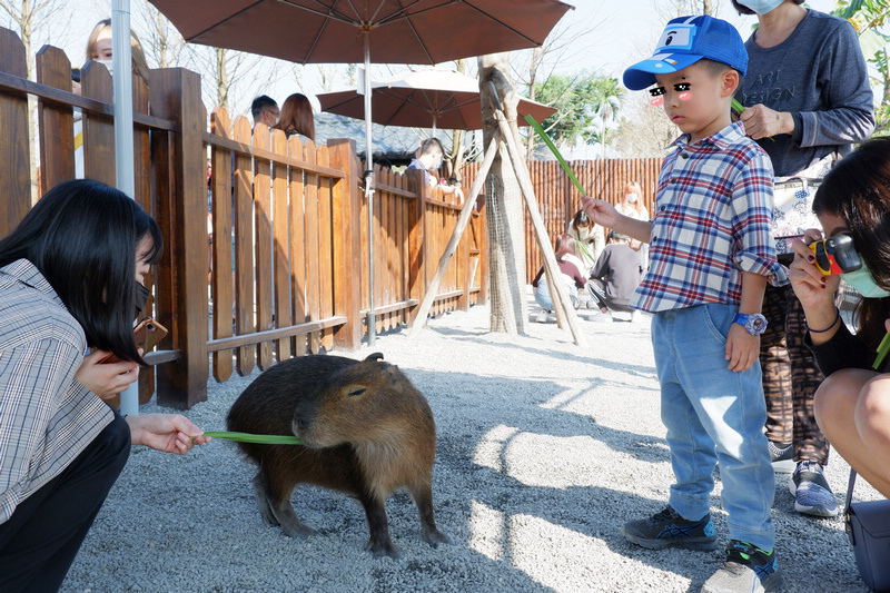 【宜蘭】張美阿嬤農場：餵水豚君、梅花鹿，還能穿和服！預約門票
