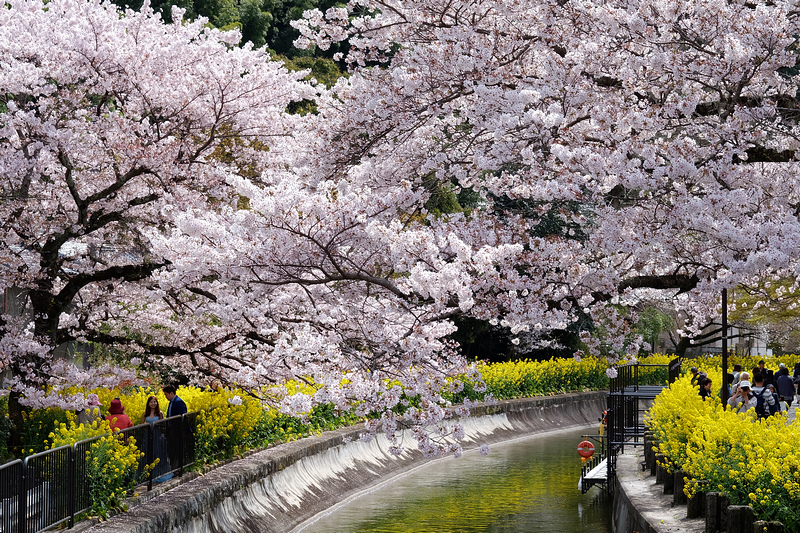 【京都賞櫻】山科疏水櫻花與乘船：美到流淚！油菜花和櫻花雙重奏